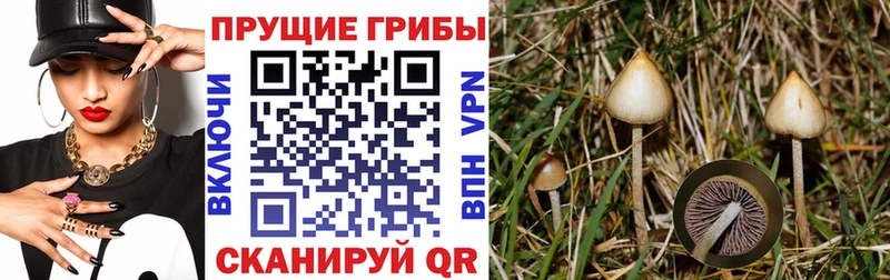 сколько стоит  Лакинск  Псилоцибиновые грибы Psilocybe 
